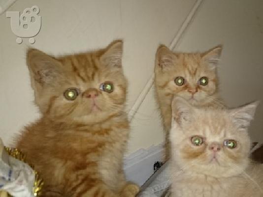 PoulaTo: Όμορφη Ginger εξωτικά γατάκια